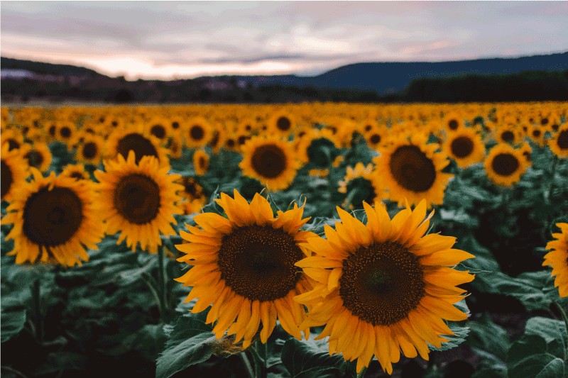 Podkładka na stół oryginalna widok pola słoneczników - TenStickers