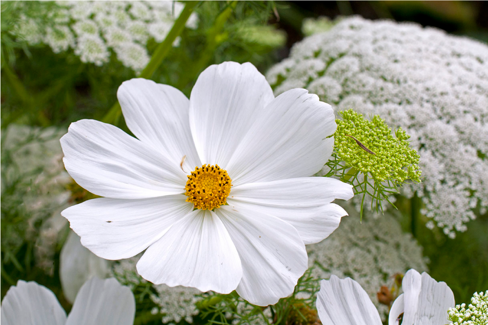 Podkładka na stół oryginalna biała elegancka kwiatowa - TenStickers