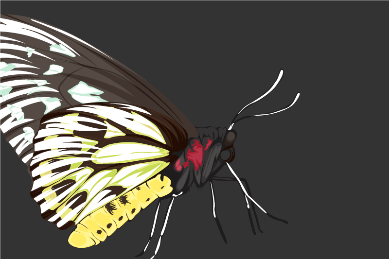 Podkładka na stół oryginalna ilustracja kolorowych motyli - TenStickers