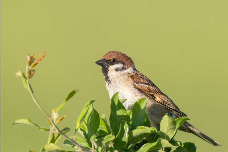 Podkładka na stół nowoczesna ptaki na zielonym tle - TenStickers