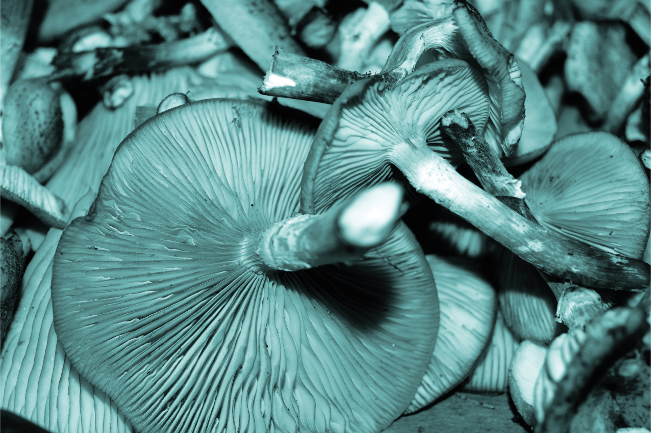 Podkładka na stół z wzorami grzyb w zbliżeniu - TenStickers