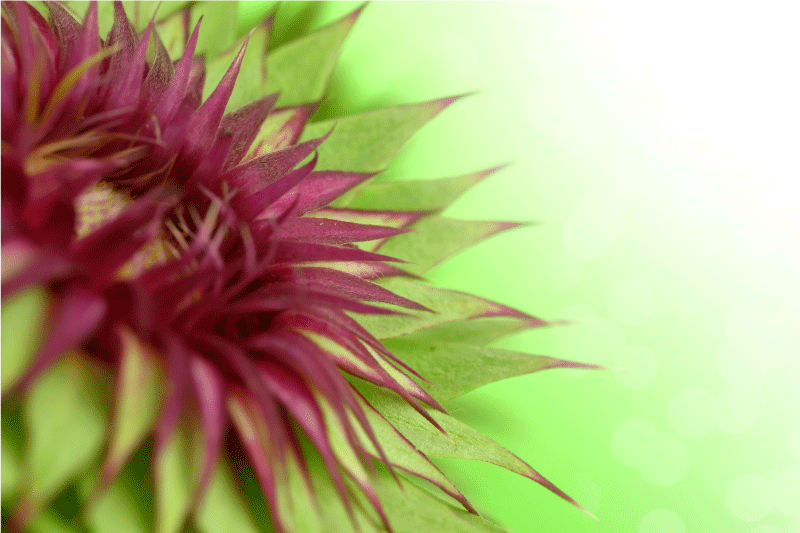 Elegancka podkładka na stół oset - TenStickers