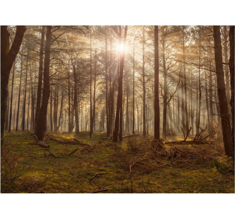 Fototapeta las złoty kącik dzikiej przyrody - TenStickers