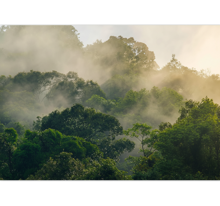 Fototapeta las gęsty baldachim dżungli - TenStickers