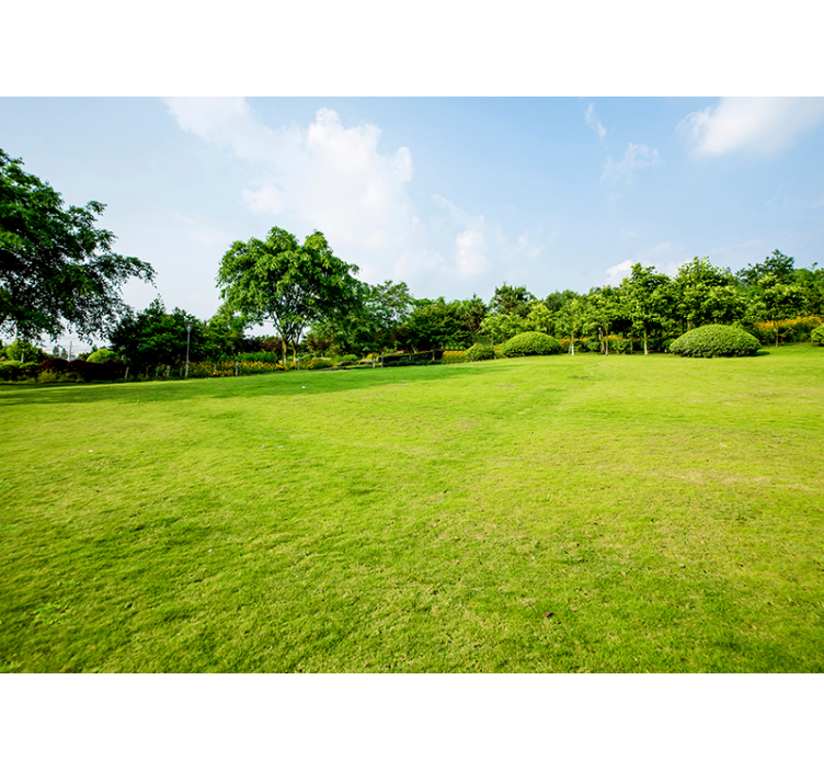 Fototapeta natura zielona łąka - TenStickers