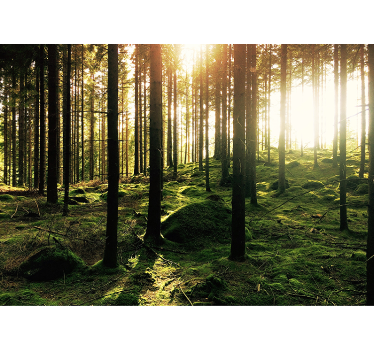 Tapeta do salonu las ze wschodzącym słońcem - TenStickers