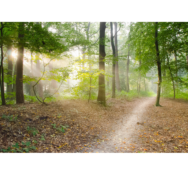 Fototapeta oszałamiający las - TenStickers