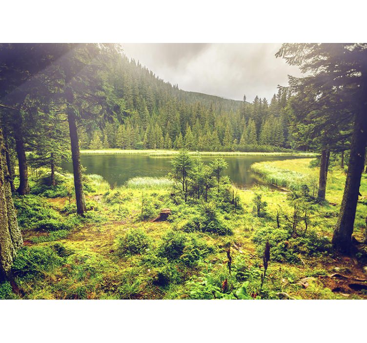 Fototapeta zielone drzewa - TenStickers