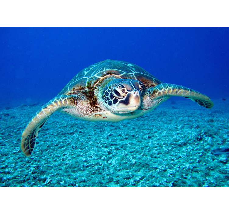 Fototapeta Hawksbill żółw morski - TenStickers