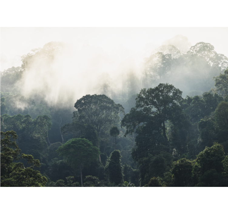 Fototapeta natura widok mglistych lasów - TenStickers