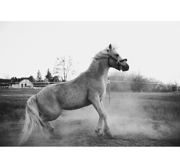 Fototapeta zwierzęta galopujący kucyk - TenStickers