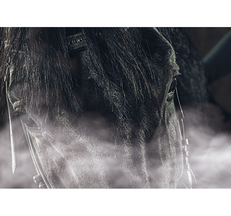 Fototapeta zwierzęta majestatyczny koń z bliska - TenStickers