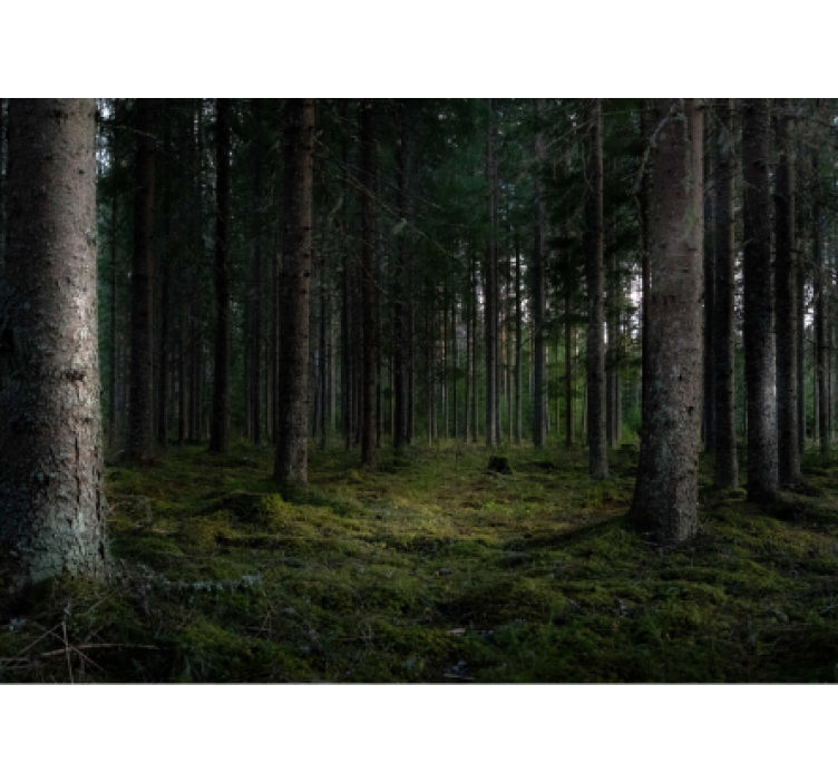 Fototapeta las bujna scena leśna - TenStickers