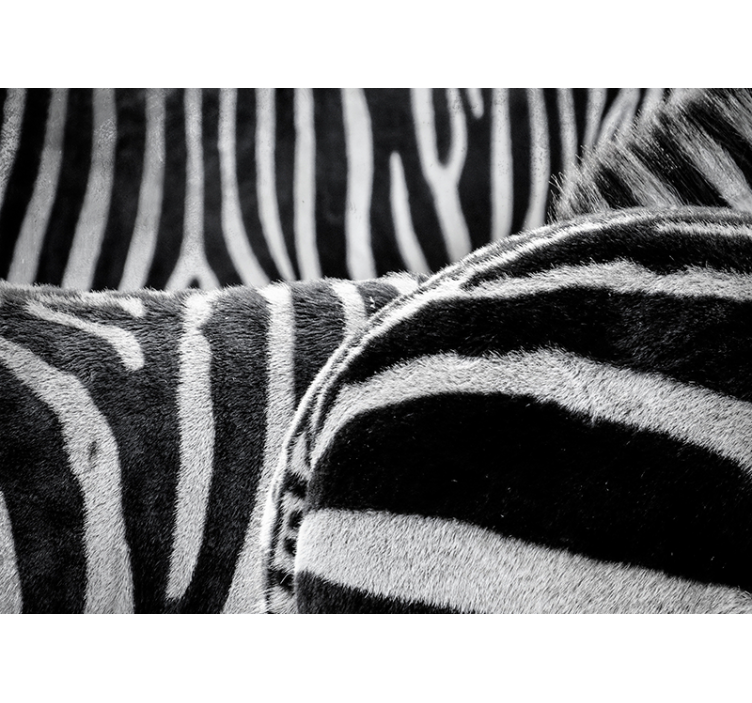 Fototapeta zwierzęta realistyczne paski zebry - TenStickers