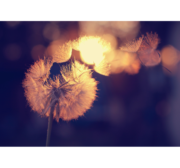 Fototapeta w maki blask mniszka lekarskiego - TenStickers