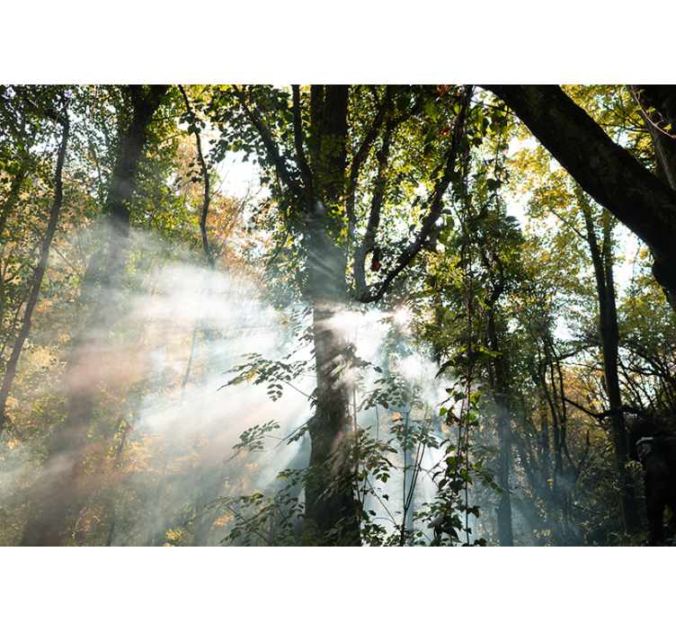 Fototapeta las spokojna atmosfera lasu - TenStickers