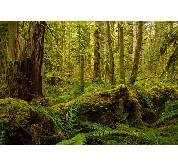 Fototapeta las bujny krajobraz leśny - TenStickers