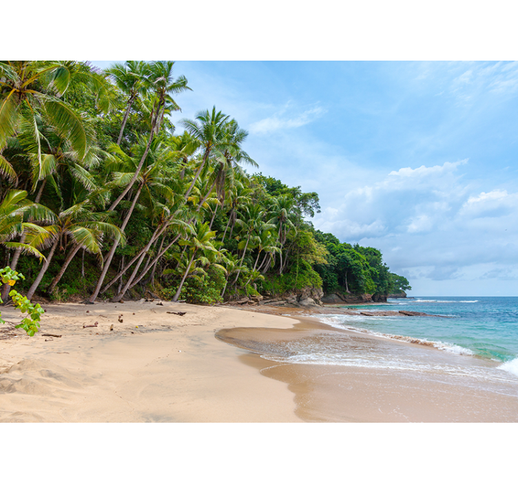 Fototapeta natura oaza tropikalnego wybrzeża - TenStickers