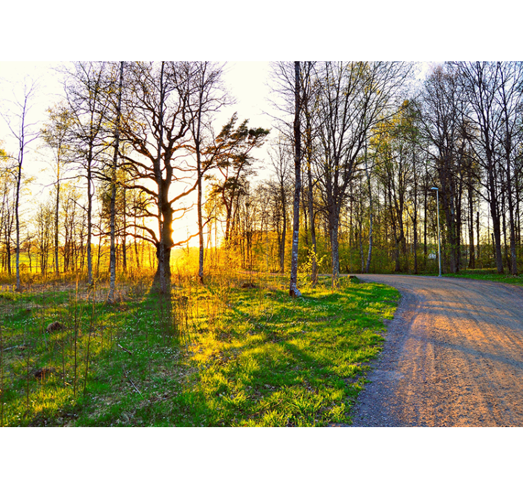 Fototapeta natura leśna Ścieżka w słońcu - TenStickers