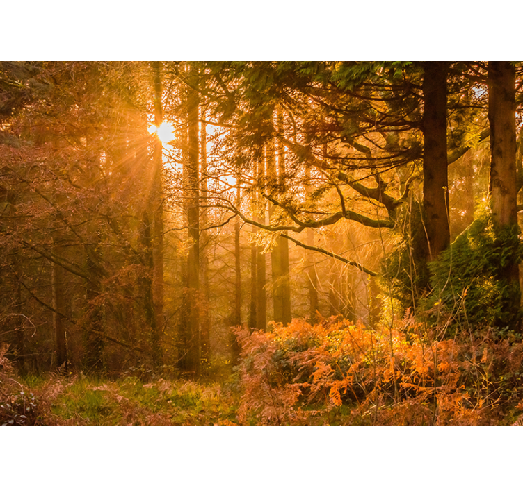 Fototapeta natura oświetlony krajobraz leśny - TenStickers
