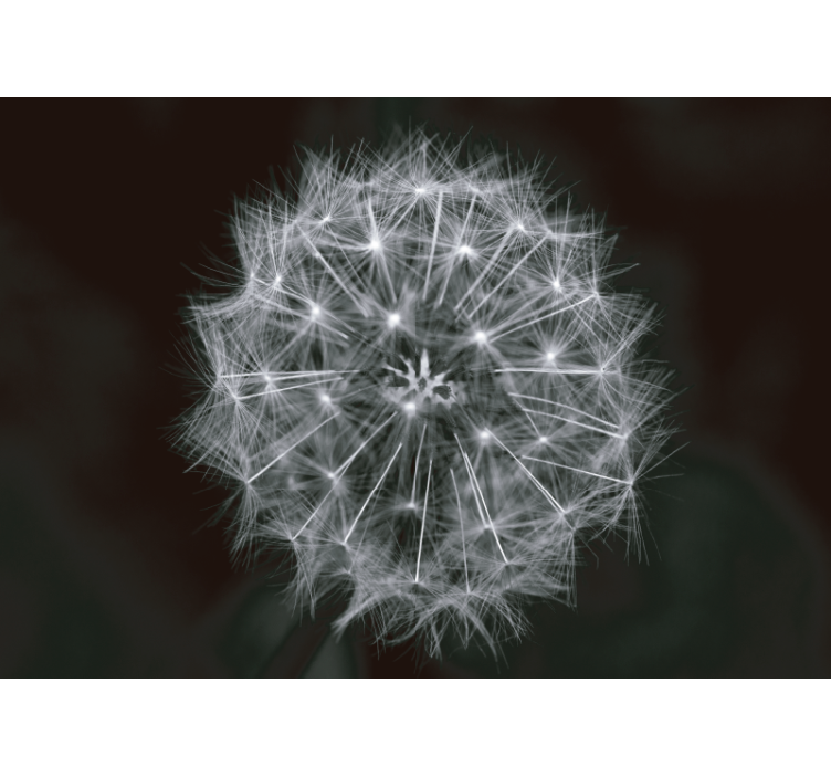 Fototapeta w dmuchawce delikatny wybuch dmuchawca - TenStickers