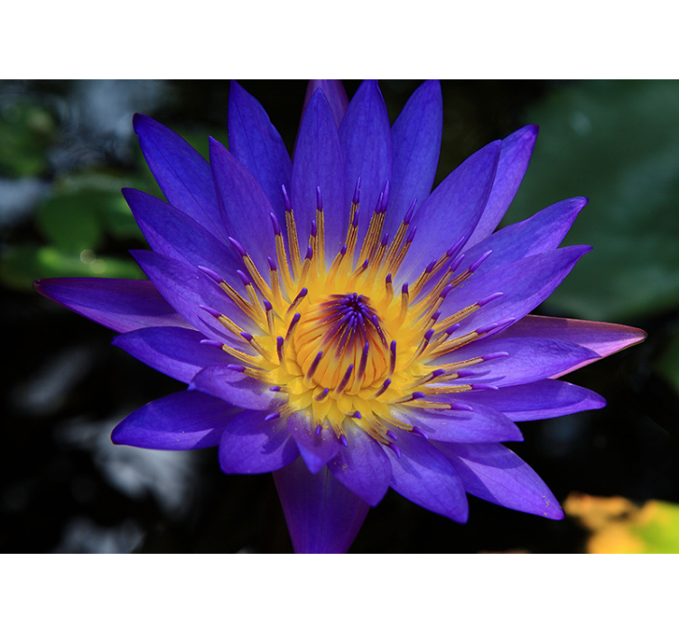 Fototapeta w maki kwiat lotosu w pełnym rozkwicie - TenStickers