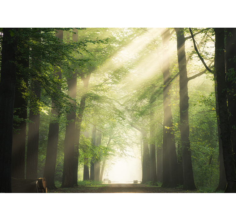 Fototapeta las Świetliste zielone lasy - TenStickers