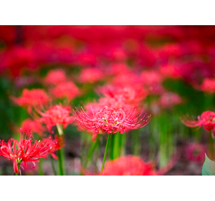 Fototapeta w maki Żywe kwiaty karmazynowe - TenStickers