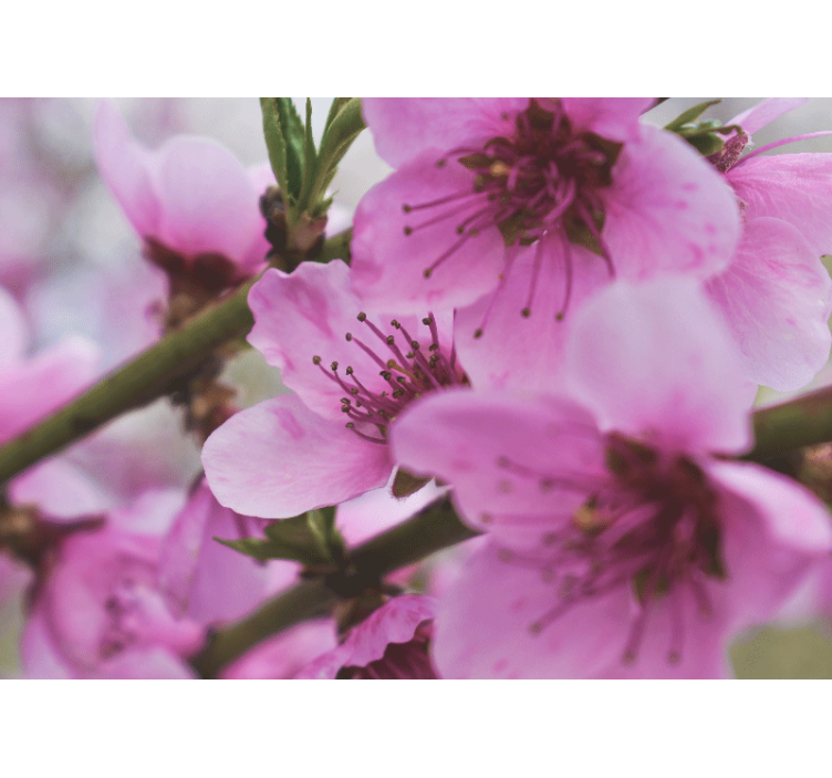 Fototapeta w maki kwiaty w intensywnym różu - TenStickers