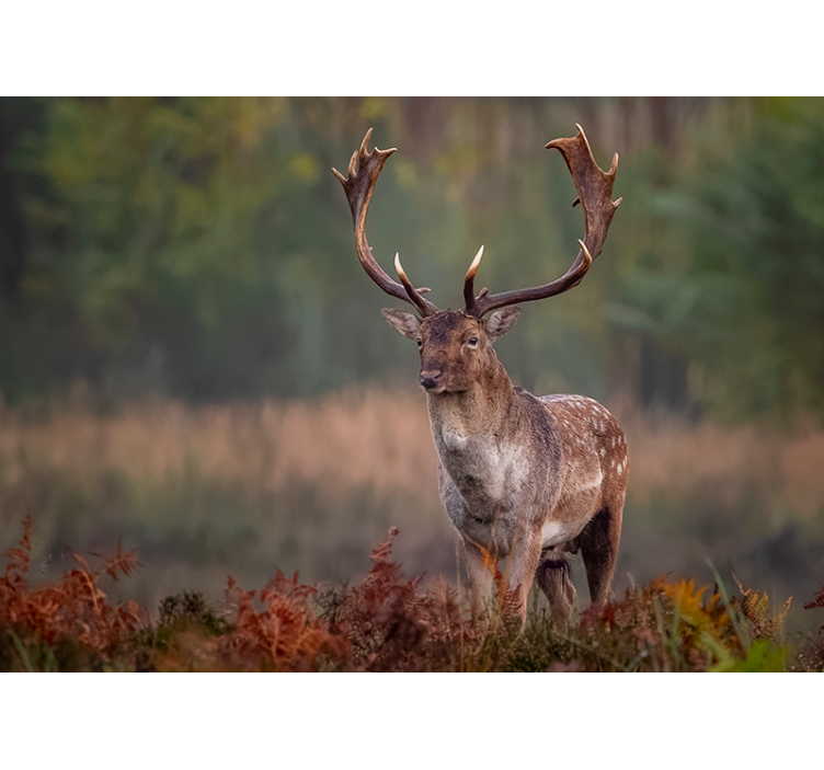 Fototapeta zwierzęta obecność majestatycznego jelenia - TenStickers