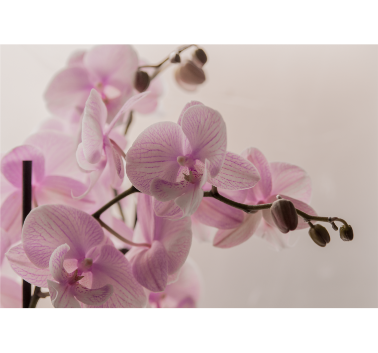 Fototapeta orchidea delikatne kwiaty orchidei - TenStickers