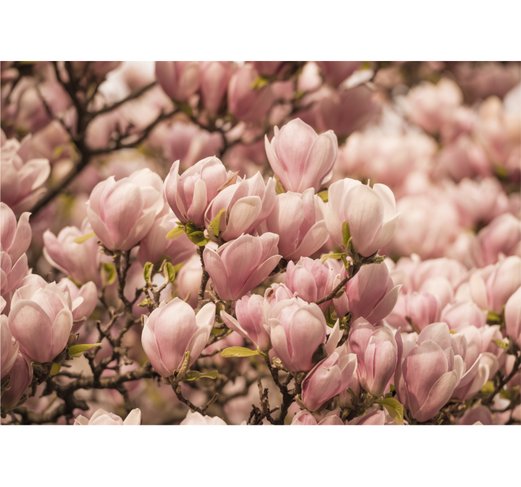 Fototapeta w kwiaty kwitnąca magnolia - TenStickers