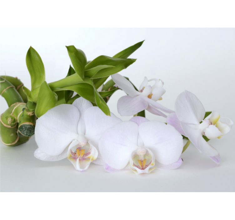 Fototapeta orchidea elegancki bukiet orchidei - TenStickers