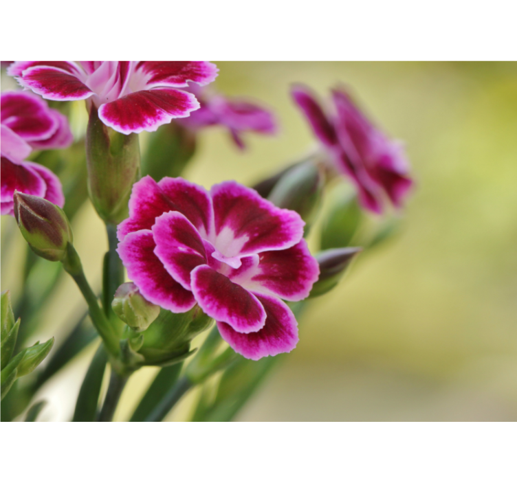 Fototapeta w maki kwiatowa rozkosz - TenStickers