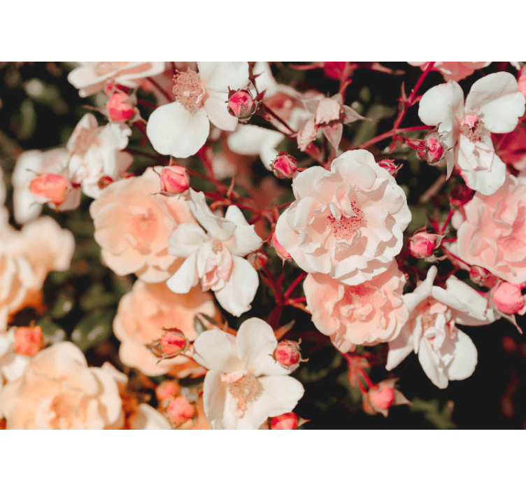 Fototapeta w kwiaty płatki kwiatów róży - TenStickers