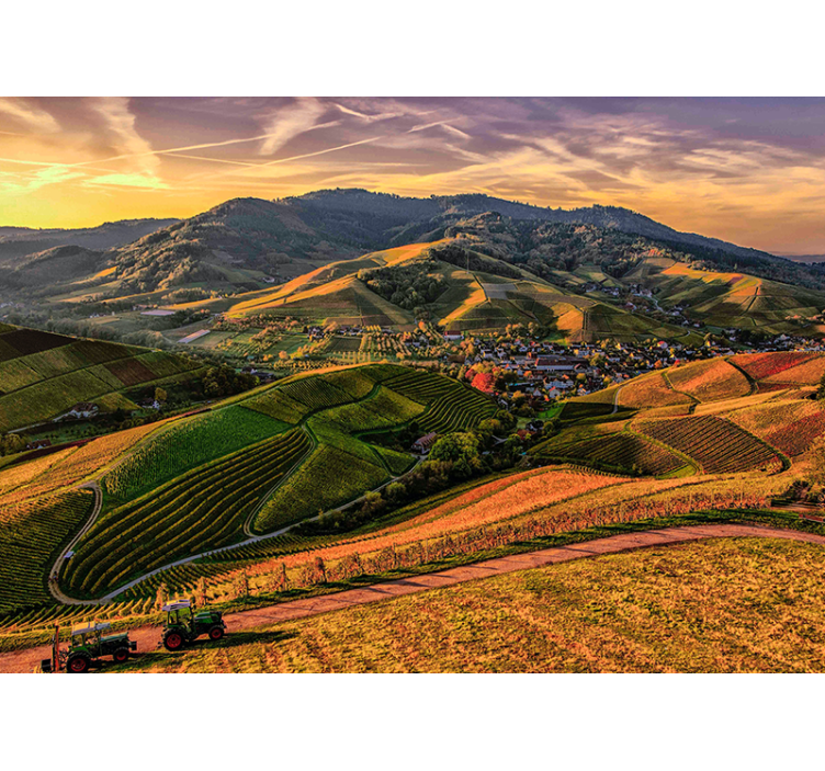 Fototapeta krajobraz widok na bujną winnicę - TenStickers