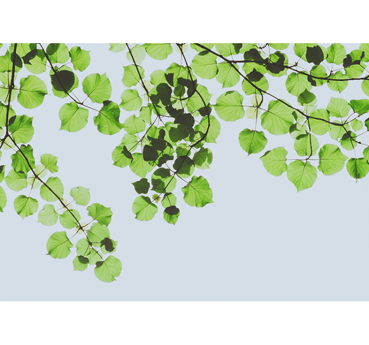 Fototapeta w drzewa z liśćmi na gałęziach - TenStickers
