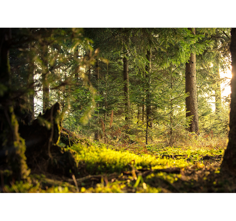 Fototapeta las w spokojnym zielonym krajobrazie - TenStickers