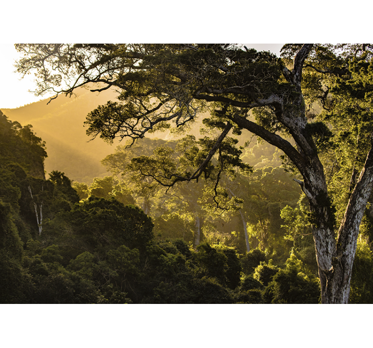 Fototapeta natura sceneria zielonego lasu - TenStickers