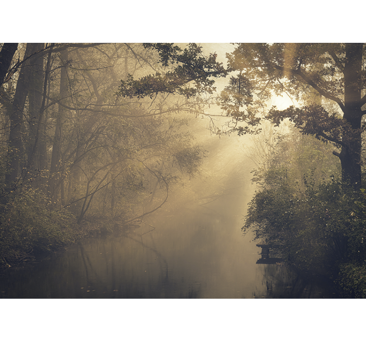 Fototapeta natura sceneria świecącego lasu - TenStickers