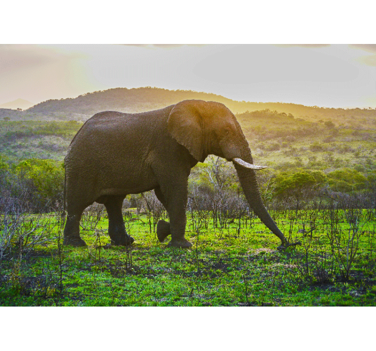 Fototapeta zwierzęta scena z majestatycznym słoniem - TenStickers