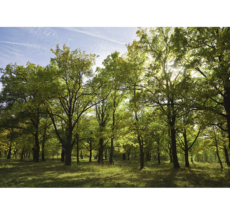 Fototapeta natura Żywe liściaste krajobrazy - TenStickers