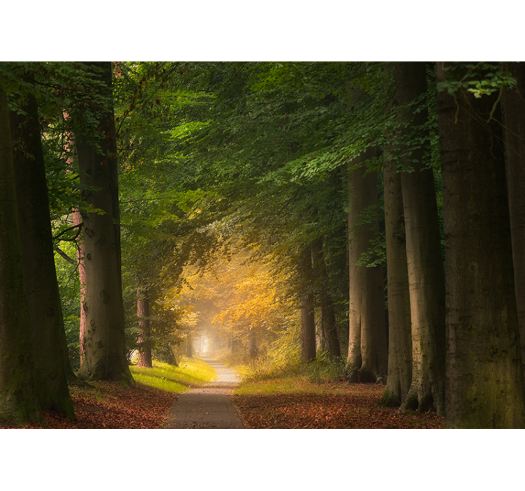 Fototapeta natura scena leśnej ścieżki - TenStickers