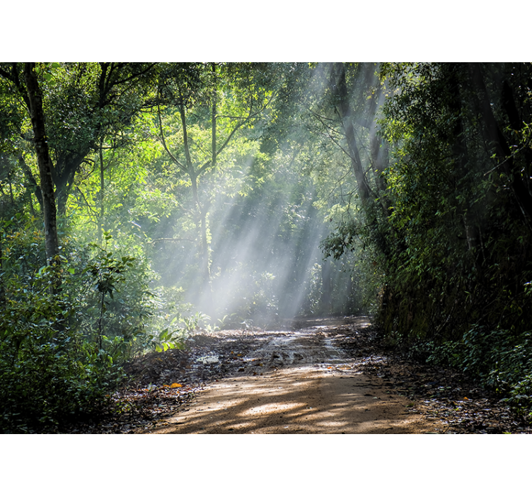 Tapetya natura Świecąca leśna Ścieżka - TenStickers