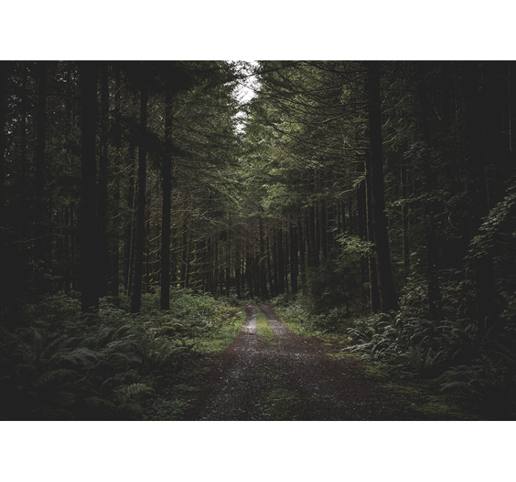 Fototapeta natura zielony leśny szlak - TenStickers