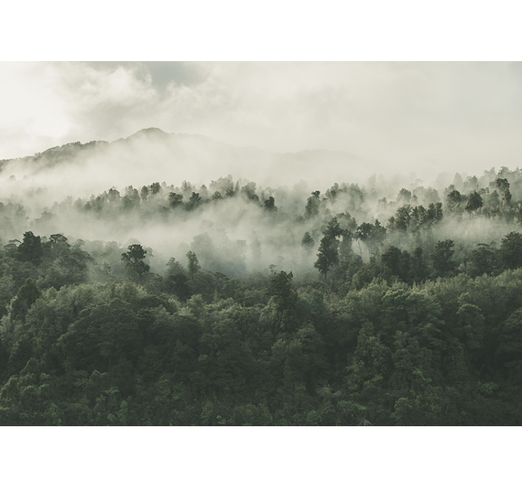 Fototapeta las mglisty z widokiem z góry - TenStickers