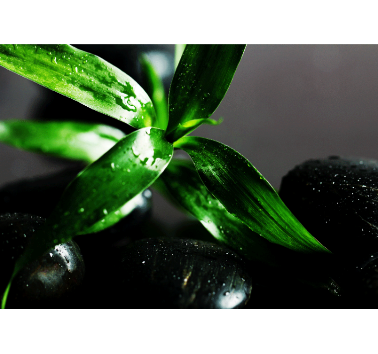 Fototapeta natura tekstura świeżych liści - TenStickers