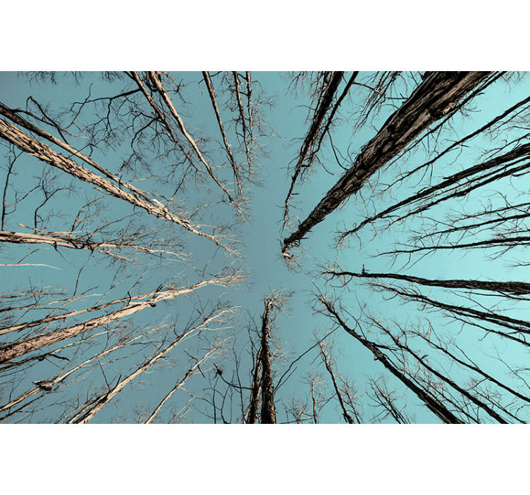 Fototapeta w drzewa sięgające nieba - TenStickers