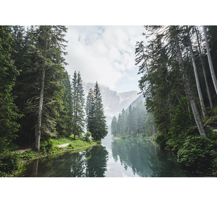 Fototapeta krajobraz echo spokojnego lasu - TenStickers