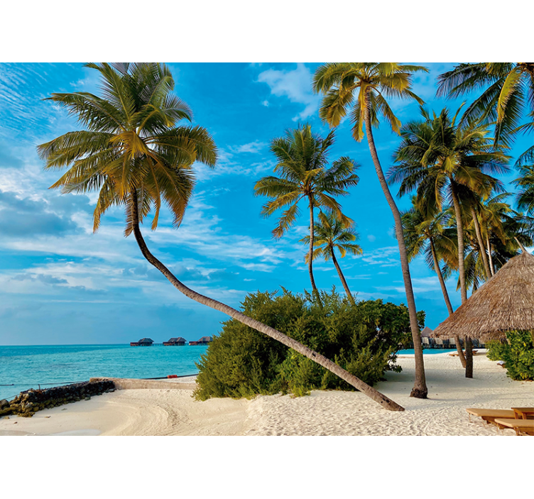 Fototapeta natura krajobraz tropikalnych palm - TenStickers